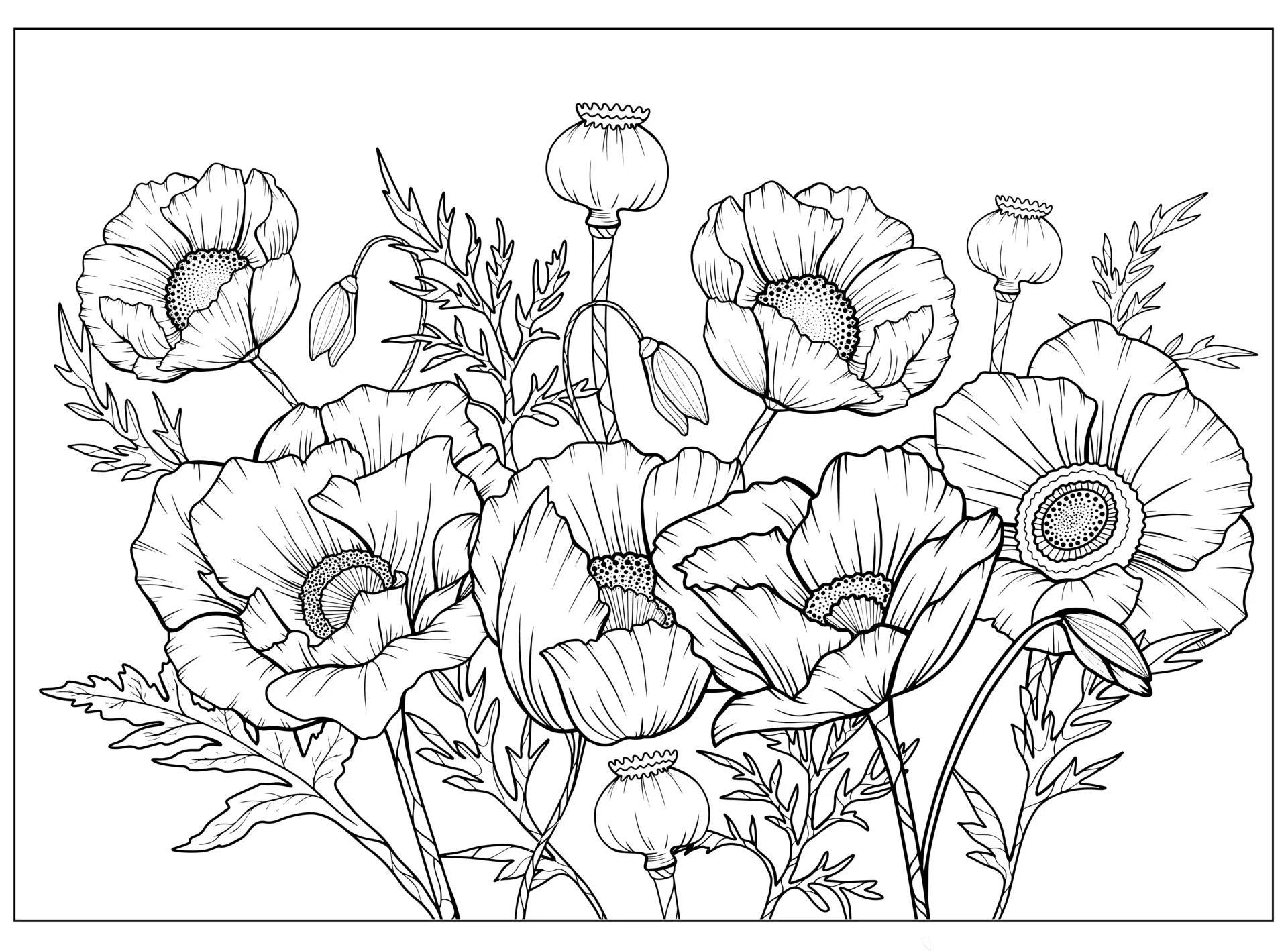 Coloring picture of poppies